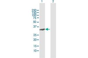 Western Blot analysis of C8orf33 expression in transfected 293T cell line by C8orf33 MaxPab polyclonal antibody. (C8orf33 anticorps  (AA 1-229))