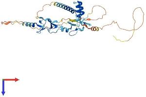 AlphaFold protein structure predicition of Human Recombinant ISL2 Protein, UniprotID Q96A47