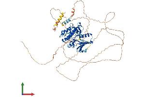 AlphaFold protein structure predicition of Human Recombinant NUAK1 Protein, UniprotID O60285