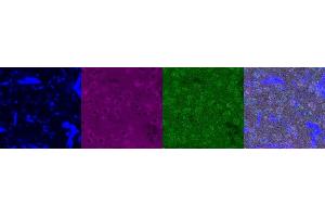 Immunohistochemistry (IHC) image for anti-Serotonin Receptor 1A (HTR1A) antibody (ABIN7456239)