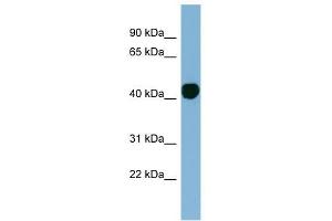 H2AFY antibody used at 1 ug/ml to detect target protein. (H2AFY anticorps  (N-Term))