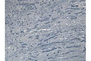 (ABIN185544) Negative Control showing staining of paraffin embedded Human Kidney, with no primary antibody.