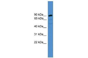 ARMC8 antibody used at 0. (ARMC8 anticorps  (N-Term))