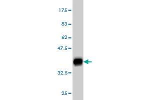 Western Blot detection against Immunogen (35.