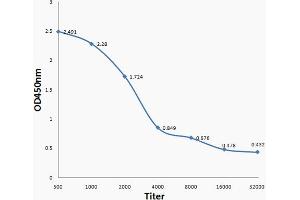 anti-Clostridium Perfringens Type D antibody