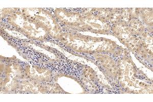 Detection of KPNa2 in Human Kidney Tissue using Monoclonal Antibody to Karyopherin Alpha 2 (KPNa2) (KPNA2 anticorps  (AA 157-412))
