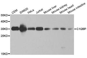 Western blot analysis of extracts of various cell lines, using C1QBP antibody.