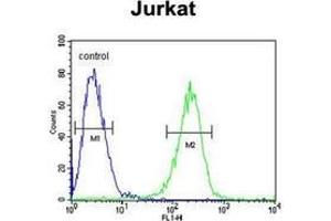 Flow cytometric analysis of Jurkat cells using HADHB Antibody (C-term) Cat. (HADHB anticorps  (C-Term))