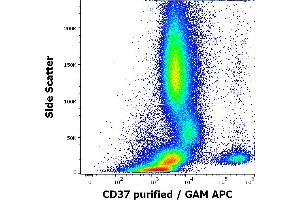 Flow cytometry surface staining pattern of human peripheral whole blood stained using anti-human CD37 (MB-1) purified antibody (concentration in sample 0,2 μg/mL, GAM APC). (CD37 anticorps)