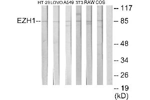 Immunohistochemistry analysis of paraffin-embedded human brain tissue using EZH1 antibody. (EZH1 anticorps)