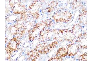 Immunohistochemistry of paraffin-embedded mouse kidney using EBP1/PG4 Rabbit mAb (ABIN7269550) at dilution of 1:100 (40x lens). (PA2G4 anticorps)