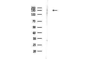anti-Fms-Related tyrosine Kinase 3 (FLT3) (pTyr969) antibody