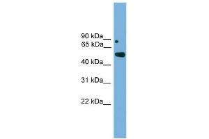 WB Suggested Anti-Irx5 Antibody Titration: 0. (IRX5 anticorps  (Middle Region))