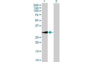 Western Blot analysis of BDNF expression in transfected 293T cell line by BDNF MaxPab polyclonal antibody. (BDNF anticorps  (AA 1-255))