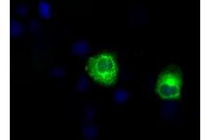 Anti-LIPG mouse monoclonal antibody (ABIN2453242) immunofluorescent staining of COS7 cells transiently transfected by pCMV6-ENTRY LIPG (RC209248). (LIPG anticorps)
