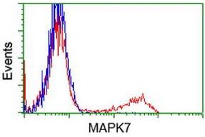 HEK293T cells transfected with either RC203506 overexpress plasmid (Red) or empty vector control plasmid (Blue) were immunostained by anti-MAPK7 antibody (ABIN2454053), and then analyzed by flow cytometry. (MAPK7 anticorps)