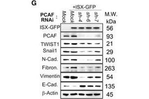 ISX interacts with both BRD4 and PCAF in vitro and in vivoABRD4 peptide (291-314 a. (Vimentin anticorps)
