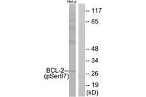 Western blot analysis of extracts from HeLa cells treated with nocodazole 1ug/ml 18h, using BCL-2 (Phospho-Ser87) Antibody. (Bcl-2 anticorps  (pSer87))