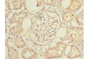 Immunohistochemistry of paraffin-embedded human kidney tissue using ABIN7147772 at dilution of 1:100