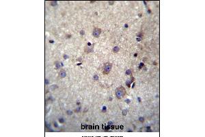 HBQ1 Antibody (N-term) (ABIN656920 and ABIN2846115) immunohistochemistry analysis in formalin fixed and paraffin embedded human brain tissue followed by peroxidase conjugation of the secondary antibody and DAB staining. (HBQ1 anticorps  (N-Term))