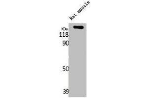 Western Blot analysis of RAT-MUSCLE cells using LATS1/2 Polyclonal Antibody