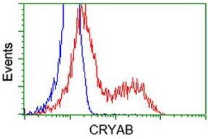 Image no. 3 for anti-Crystallin, alpha B (CRYAB) antibody (ABIN1497641) (CRYAB anticorps)
