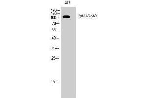 Western Blotting (WB) image for anti-EPH Receptor B1/2/3/4 (Lys15) antibody (ABIN3184510) (EPH Receptor B1/2/3/4 (Lys15) anticorps)