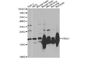 Western blot analysis of extracts of various cell lines, using VSNL1 Antibody. (VSNL1 anticorps)
