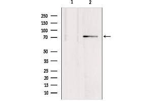Western blot analysis of extracts from mouse brain, using MTO1 antibody. (MTO1 anticorps  (N-Term))