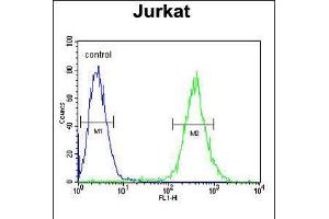 Flow cytometric analysis of Jurkat cells (right histogram) compared to a negative control cell (left histogram). (GLRX5 anticorps  (C-Term))