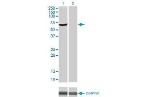 Western blot analysis of AKT1 over-expressed 293 cell line, cotransfected with AKT1 Validated Chimera RNAi (Lane 2) or non-transfected control (Lane 1).