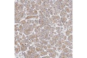 Immunohistochemical staining of human pancreas with MLLT4 polyclonal antibody  shows distinct positivity in acinar luminal membranes at 1:200-1:500 dilution. (Afadin anticorps)
