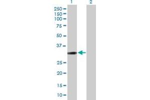 Western Blot analysis of PPP1R1B expression in transfected 293T cell line by PPP1R1B MaxPab polyclonal antibody.