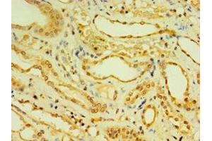 Immunohistochemistry of paraffin-embedded human kidney tissue using ABIN7150881 at dilution of 1:100 (DNAL1 anticorps  (AA 41-190))