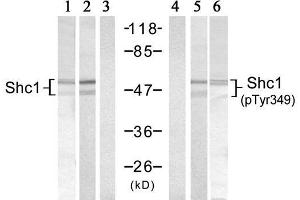 Western blot analysis of extracts from 293 cells, using Shc1 (Ab-349) Antibody (E021316, Lane 1, 2 and 3) and Shc1 (Phospho-Tyr349) Antibody (E011316, Lane 4, 5 and 6). (SHC1 anticorps)