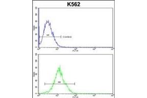 ATP12A Antibody (Center) (ABIN652631 and ABIN2842421) flow cytometric analysis of k562 cells (bottom histogram) compared to a negative control cell (top histogram). (ATP12A anticorps  (AA 833-859))