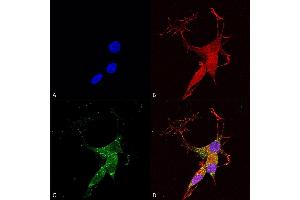 Immunocytochemistry/Immunofluorescence analysis using Mouse Anti-VGLUT3 Monoclonal Antibody, Clone S34-34 (ABIN2483794).