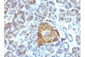IHC testing of FFPE pancreas tissue with HSP60 antibody (HSPD1 anticorps)