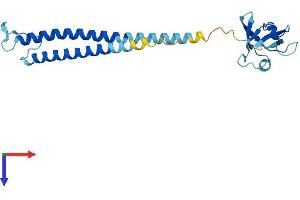 AlphaFold protein structure predicition of Mouse Recombinant Psmd9 Protein, UniprotID Q9CR00