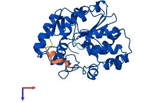 AlphaFold protein structure predicition of Mouse Recombinant Sult1c2 Protein, UniprotID Q9D939