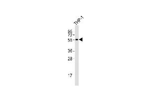 Anti-SSTR1 Antibody (C-term) at 1:4000 dilution + THP-1 whole cell lysates Lysates/proteins at 20 μg per lane.