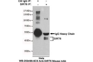 Immunoprecipitation analysis of Hela cell lysates using SIRT6 mouse mAb. (SIRT6 anticorps)