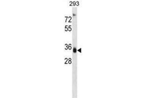 AKR1D1 Antibody (Center) western blot analysis in 293 cell line lysates (35 µg/lane). (AKR1D1 anticorps  (Middle Region))