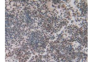IHC-P analysis of Mouse Spleen Tissue, with DAB staining. (IRF2 anticorps  (AA 1-349))