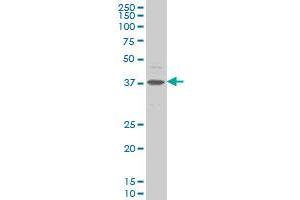 CHST11 monoclonal antibody (M01), clone 4F1 Western Blot analysis of CHST11 expression in K-562 . (CHST11 anticorps  (AA 230-337))