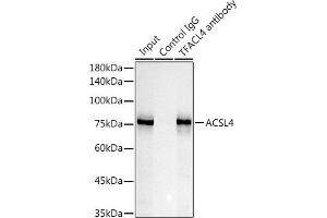 Immunofluorescence analysis of HepG2 using  Rabbit mAb (ABIN7265424) at dilution of 1:200 (40x lens).