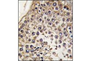 Formalin-Fixed, Paraffin-Embedded human testis tissue reacted with Autophagy LC3B Antibody , which was peroxidase-conjugated to the secondary antibody, followed by DAB staining.