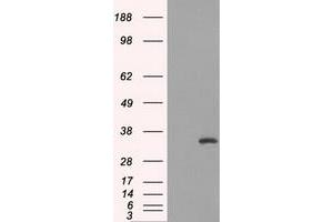 Western Blotting (WB) image for anti-Fc Fragment of IgG, Low Affinity IIa, Receptor (CD32) (FCGR2A) antibody (ABIN1497262) (FCGR2A anticorps)