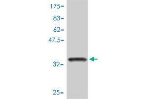 Western Blot detection against Immunogen (34.