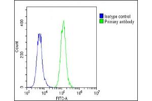 Overlay histogram showing A549 cells stained with (ABIN1881694 and ABIN2838842)(green line).